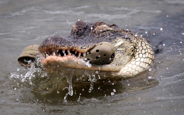 Crocodile with a croc in mouth